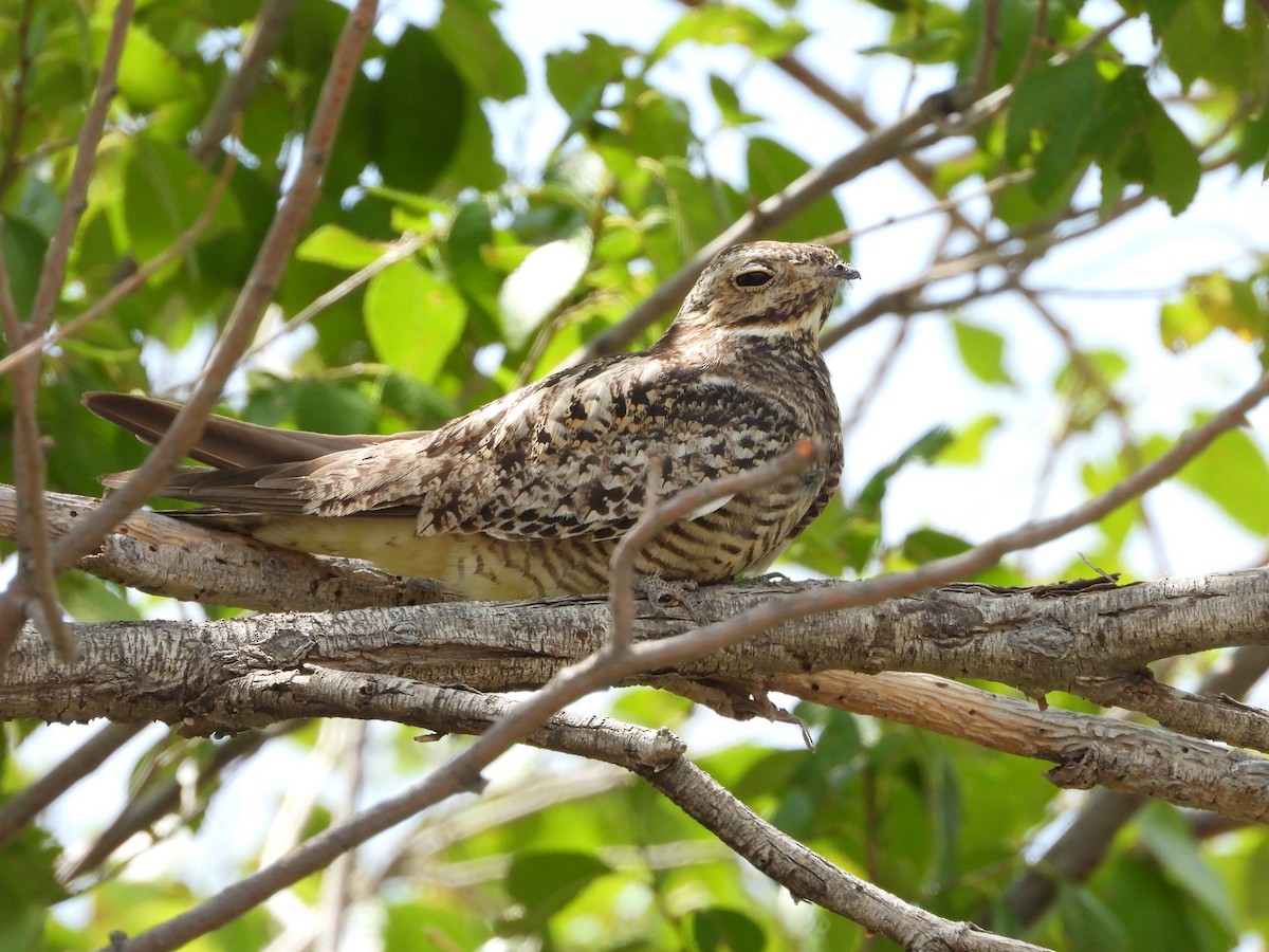 Common Nighthawk - ML171928301