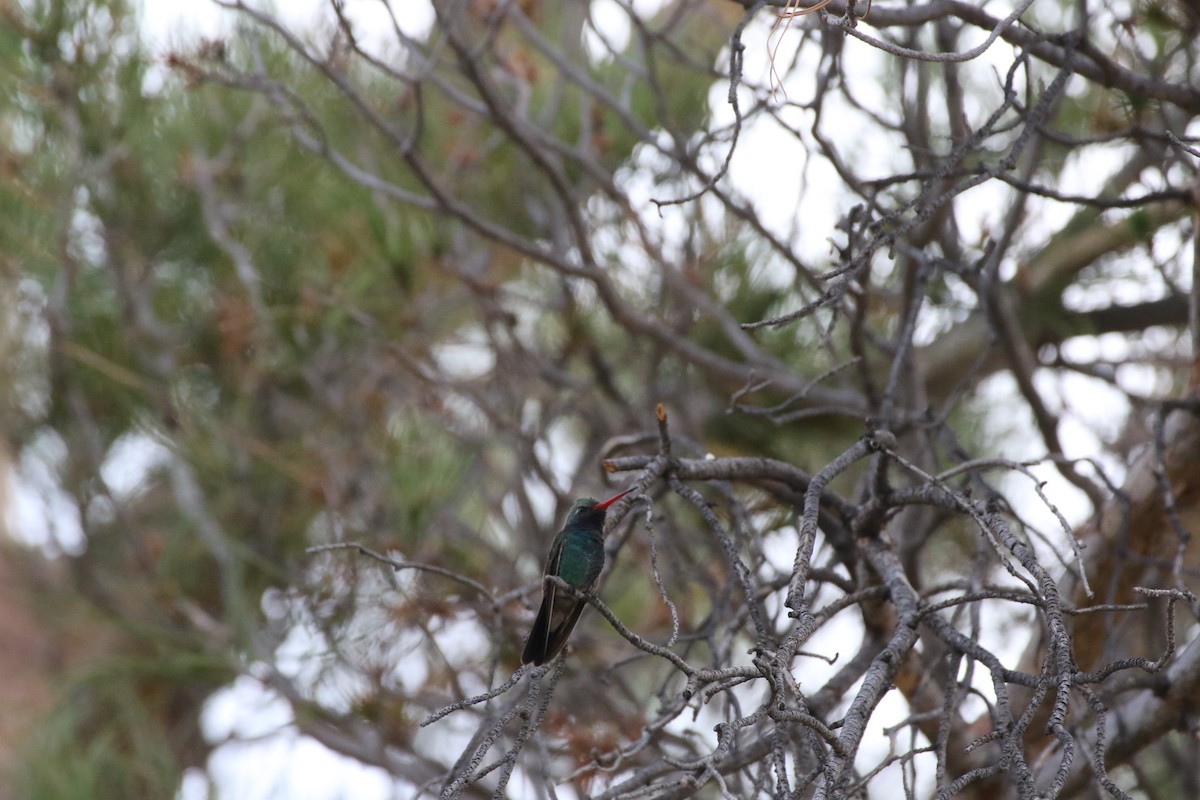 Broad-billed Hummingbird - Don Brode