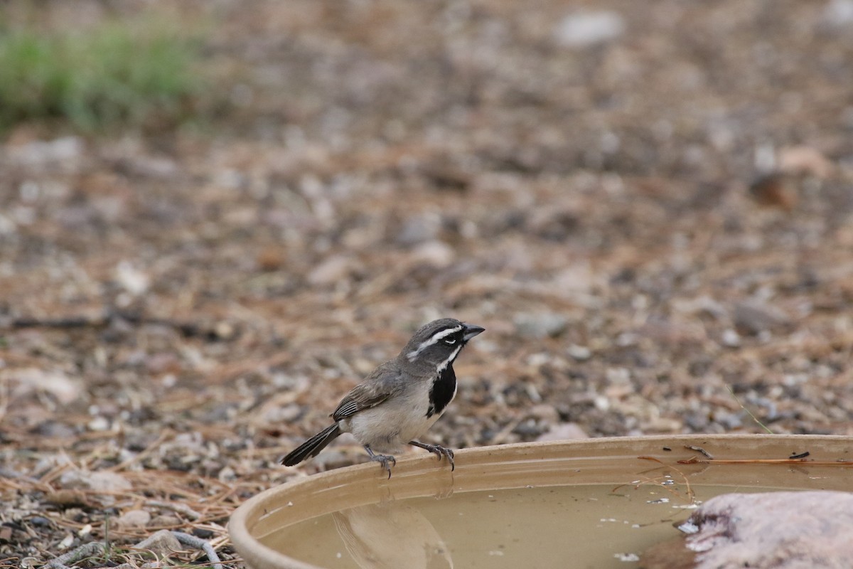 Black-throated Sparrow - ML171930181