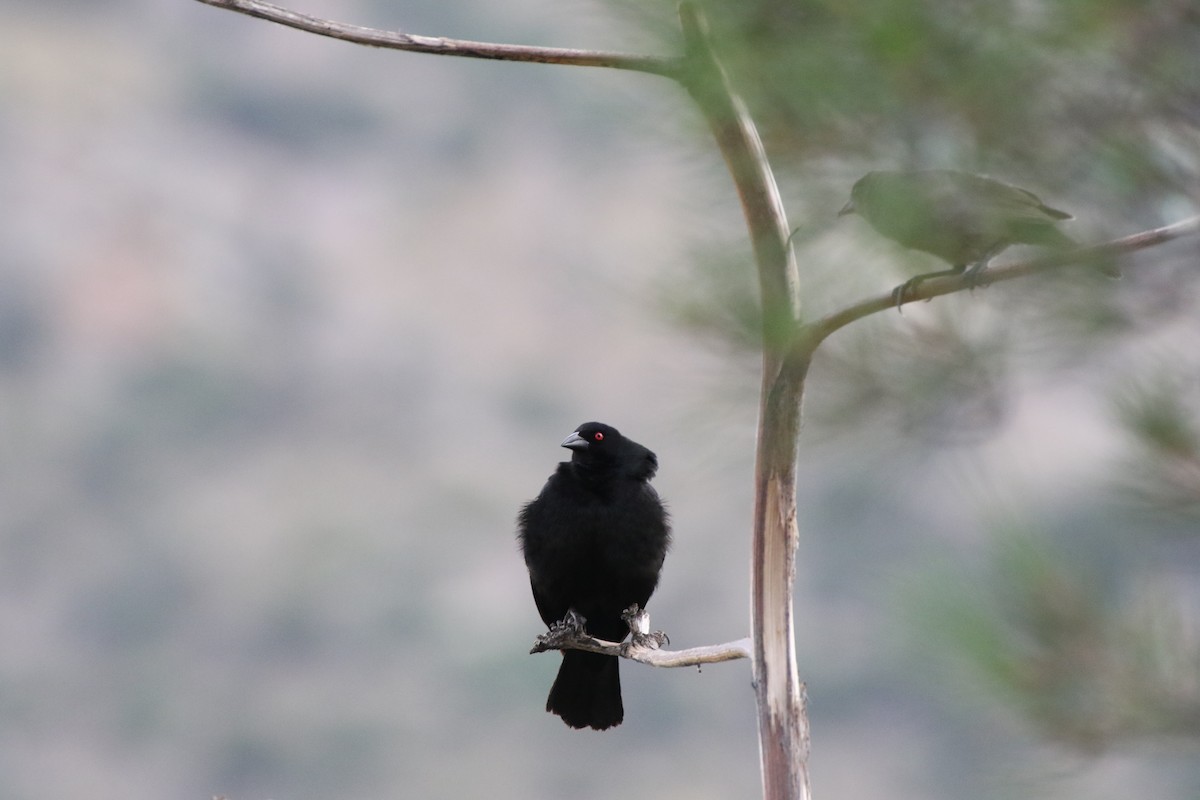 Bronzed Cowbird - ML171930921