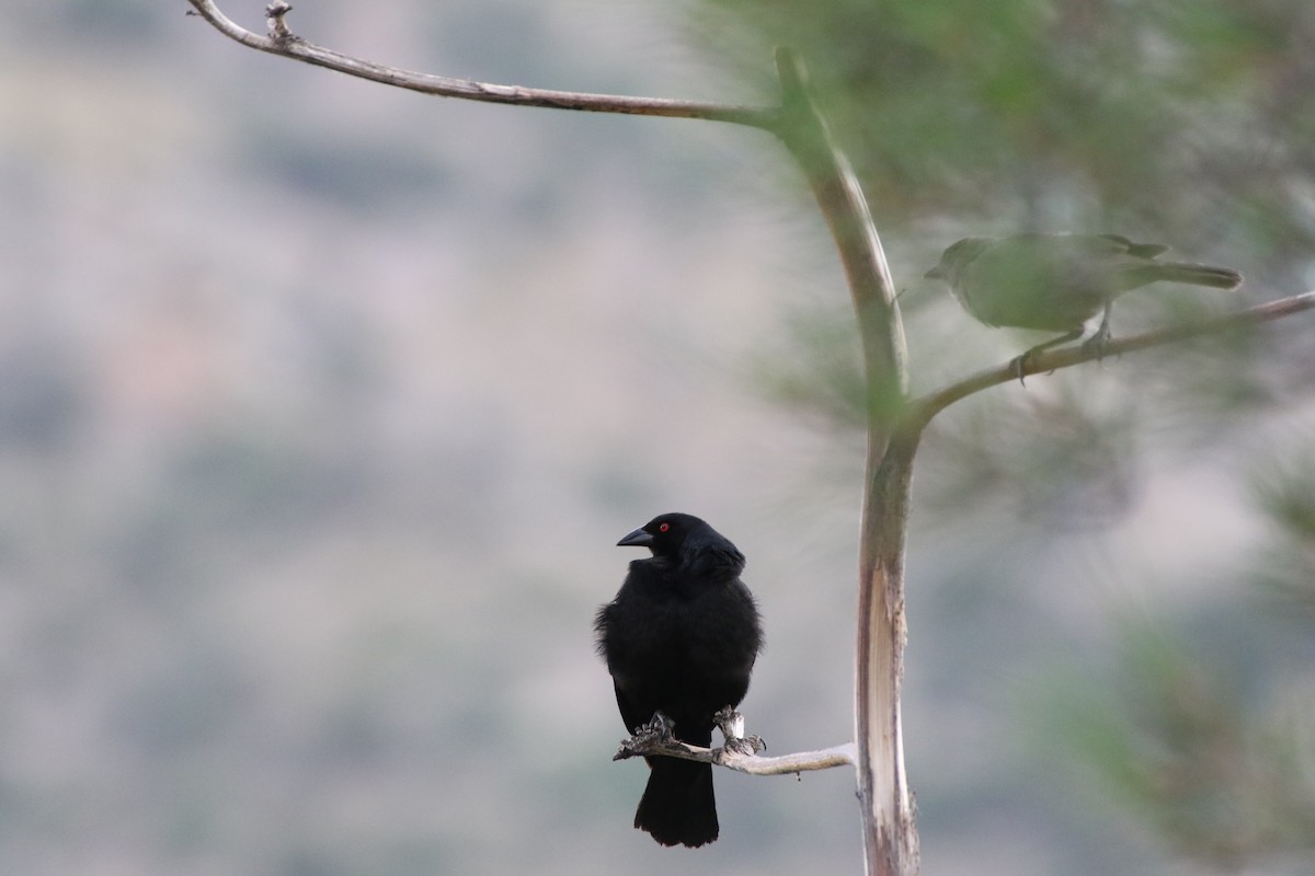 Bronzed Cowbird - ML171930951