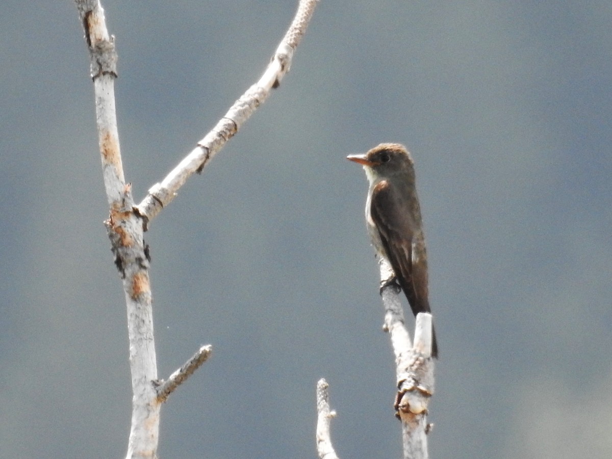 Western Wood-Pewee - ML171932061