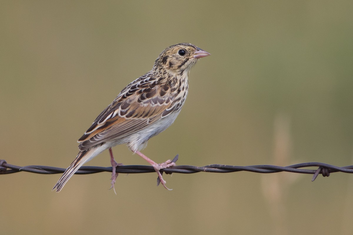 Baird's Sparrow - ML171932101