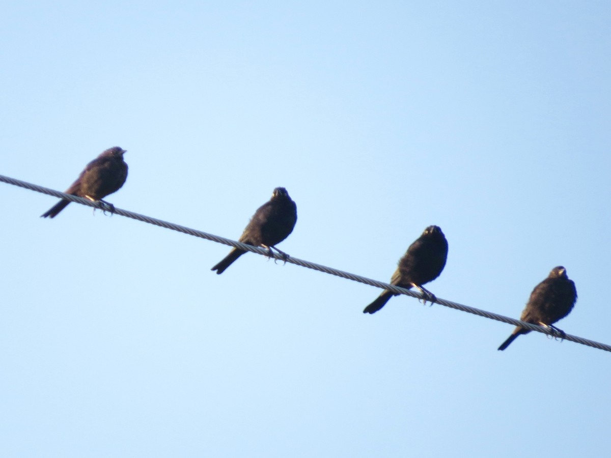 Brewer's Blackbird - ML171934961