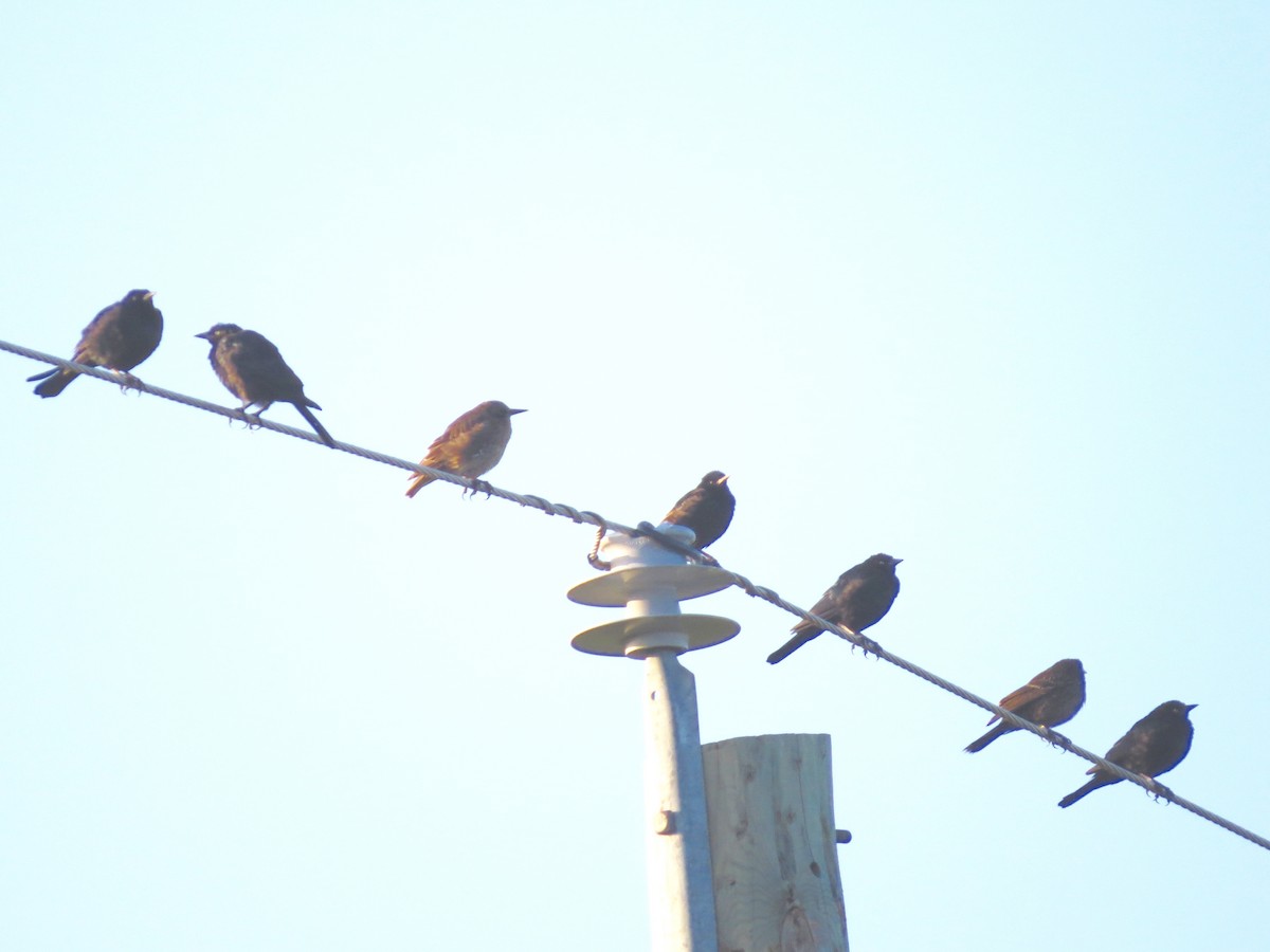 Brewer's Blackbird - scott davis