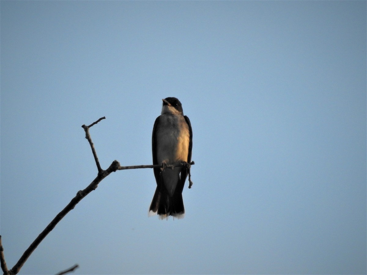 Eastern Kingbird - ML171935371