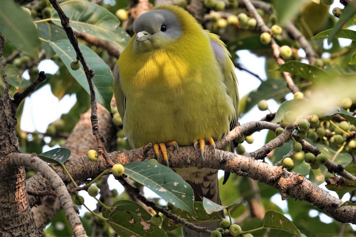 Yellow-footed Green-Pigeon - Venkatesh VT