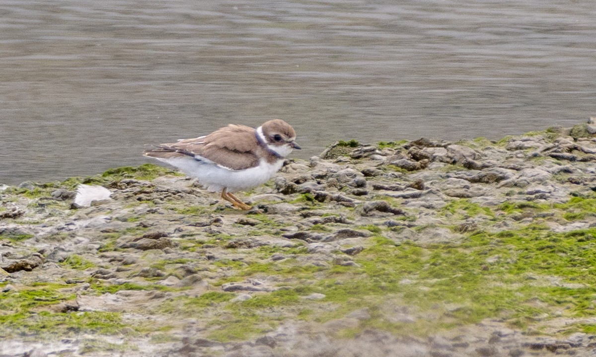 Semipalmated Plover - ML171939861