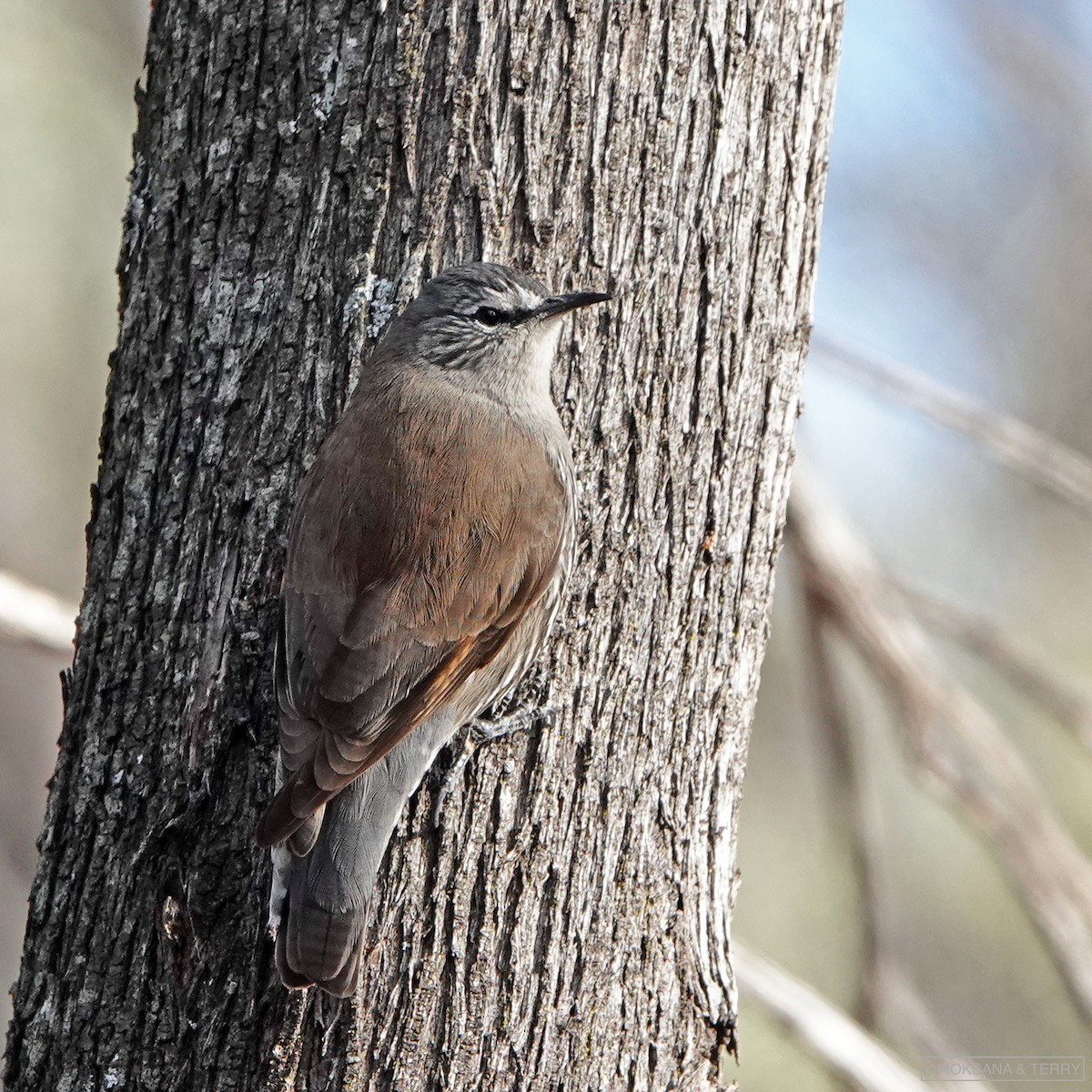 White-browed Treecreeper - Roksana and Terry