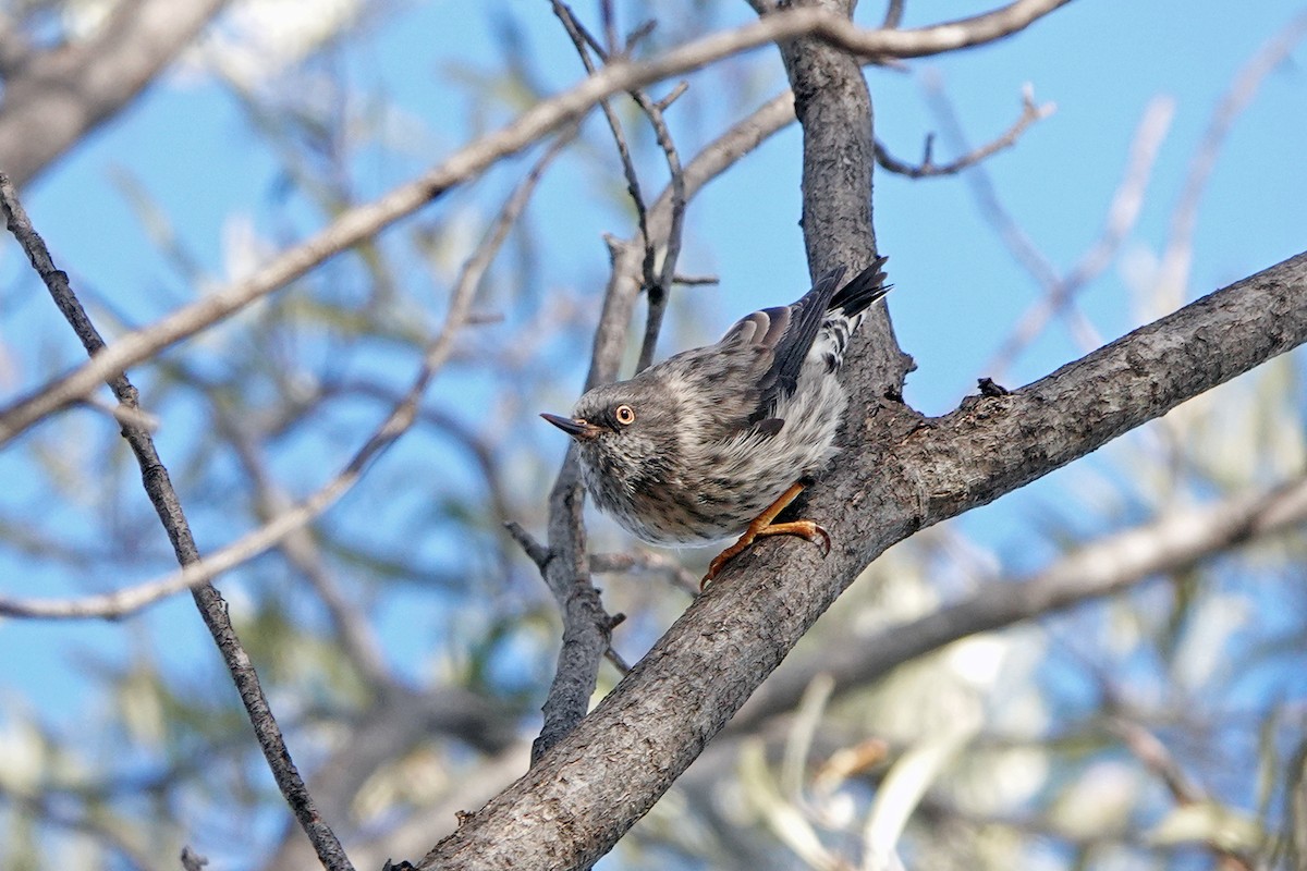 Varied Sittella - Roksana and Terry