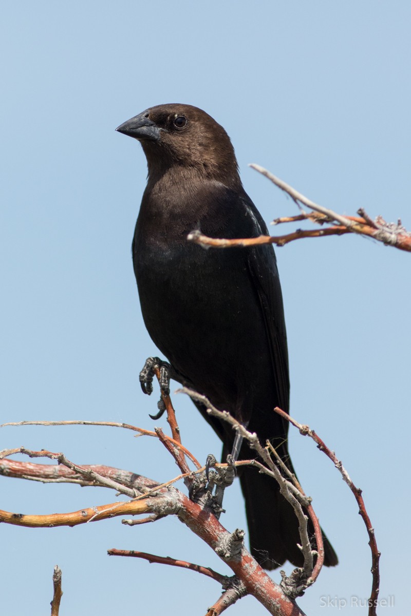 Brown-headed Cowbird - Skip Russell