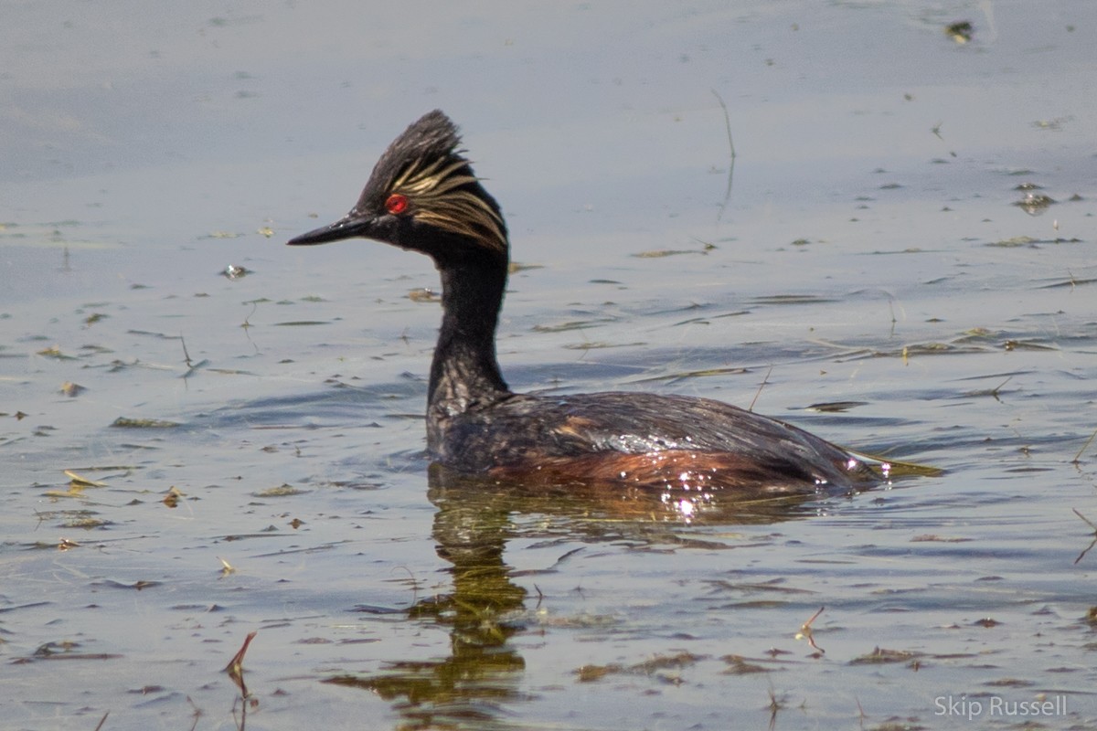 Eared Grebe - ML171943141