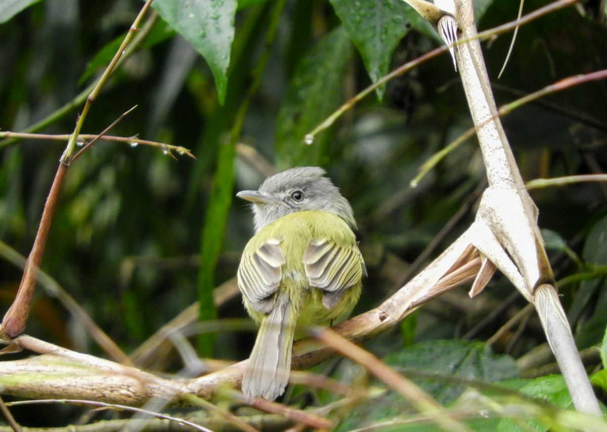 Yellow-olive Flatbill - ML171943261