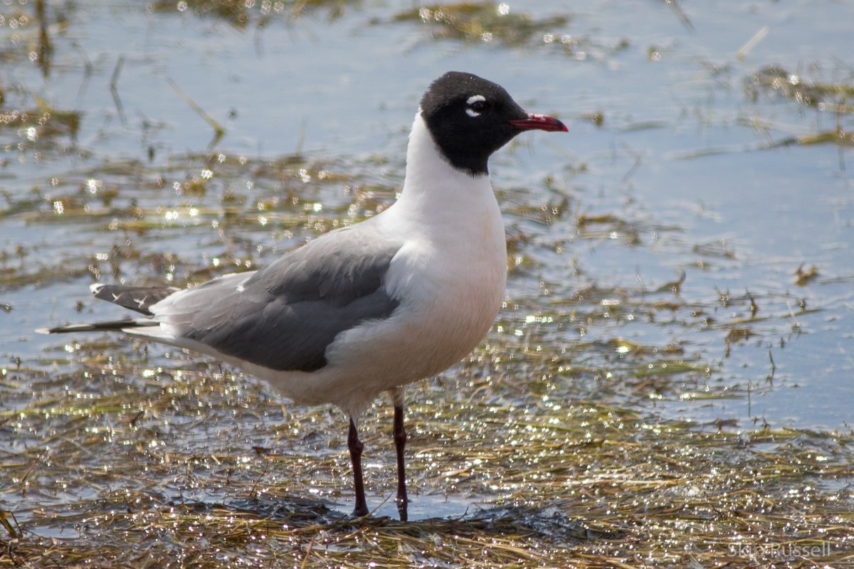 Franklin's Gull - ML171943601