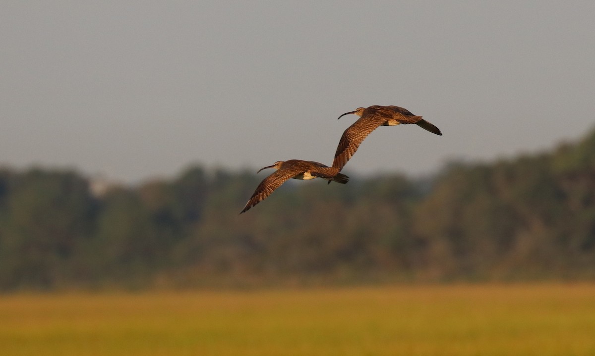 Whimbrel - K Dean Edwards