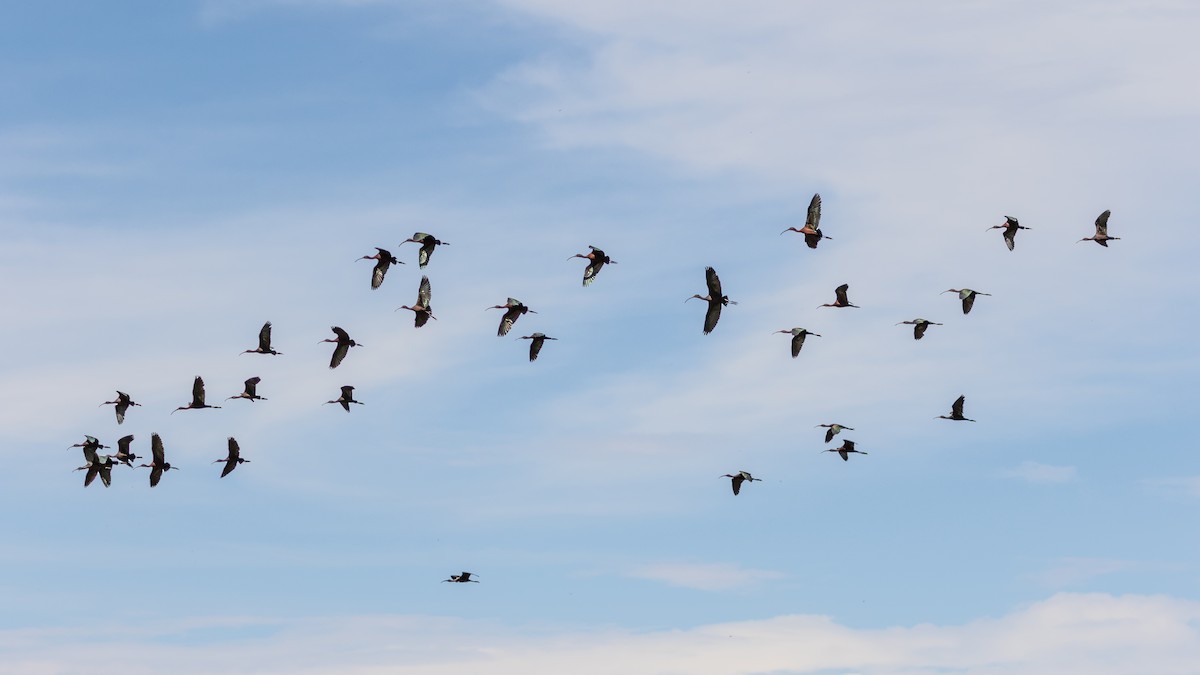 White-faced Ibis - Mike Andersen