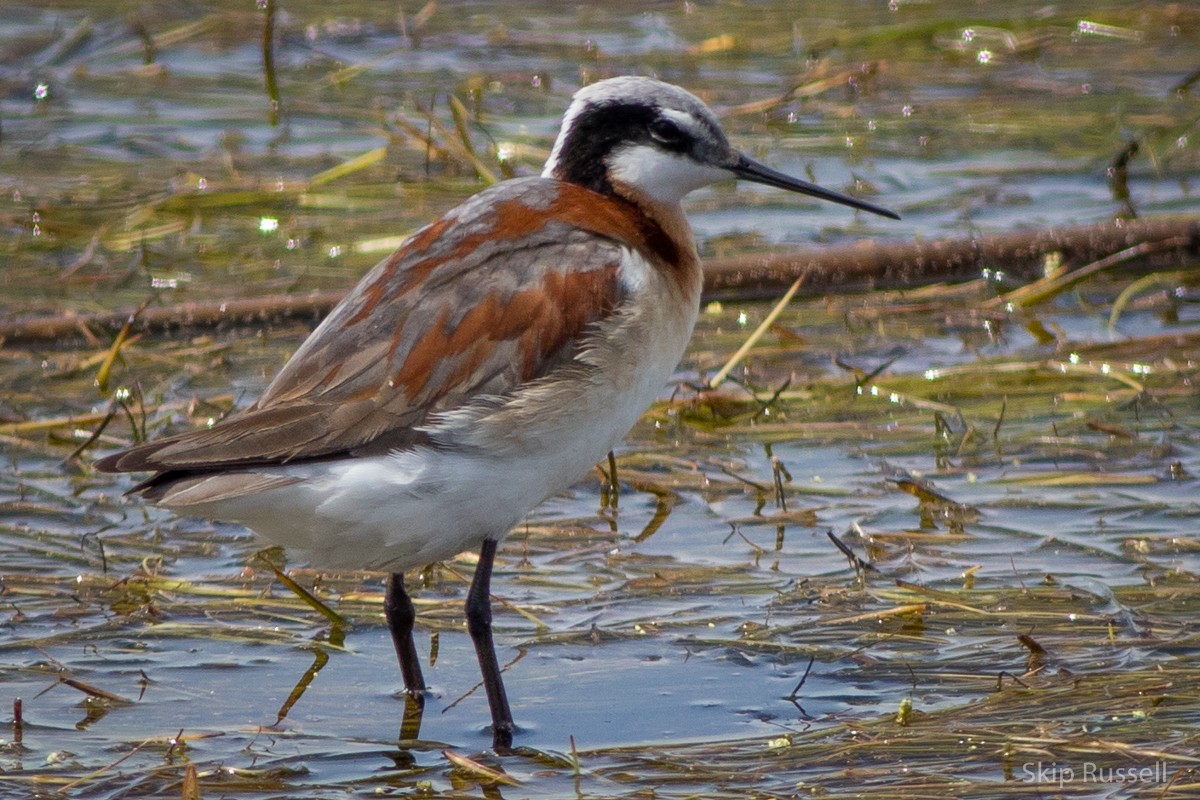 Falaropo Tricolor - ML171944261