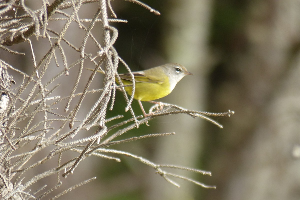 MacGillivray's Warbler - ML171944631