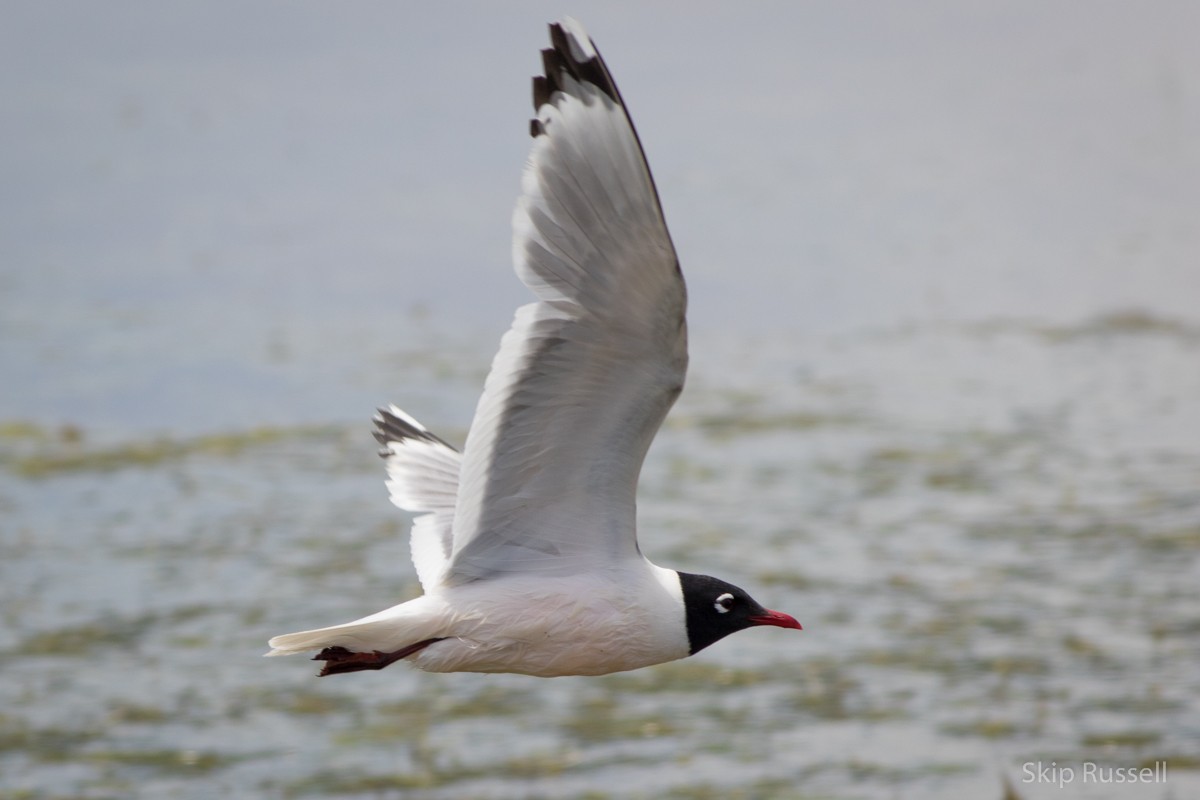 Franklin's Gull - ML171945411