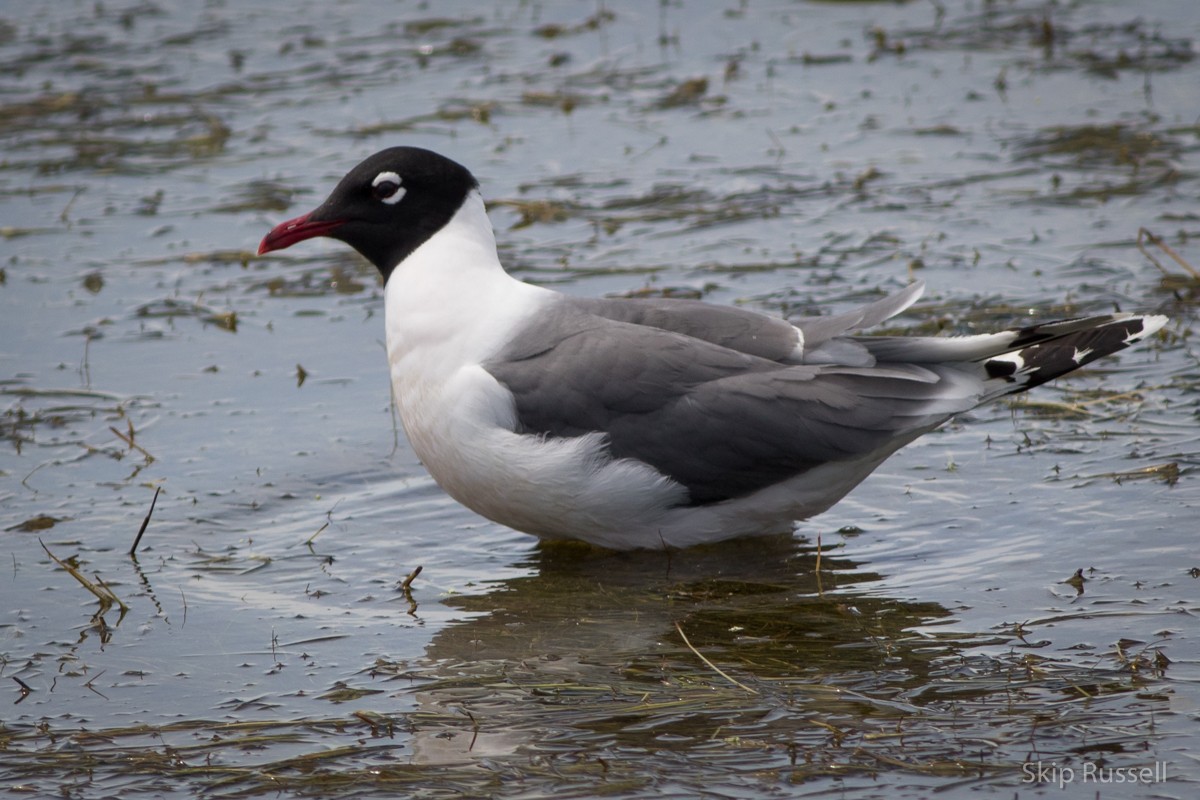 Franklin's Gull - ML171945421