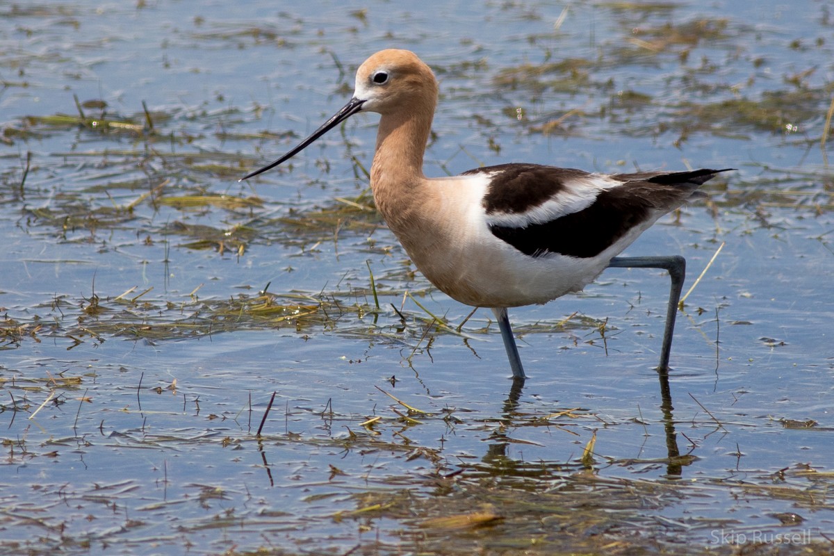 Avoceta Americana - ML171945561