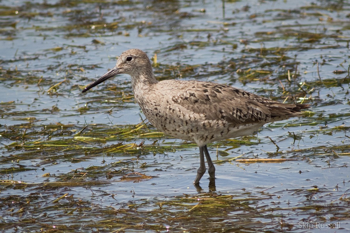 Willet - ML171945681