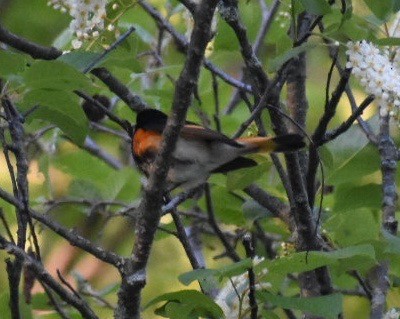 American Redstart - ML171945691