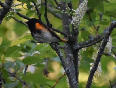 American Redstart - ML171945731