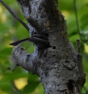 Black-capped Chickadee - ML171945771