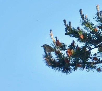 Common Yellowthroat - ML171946581