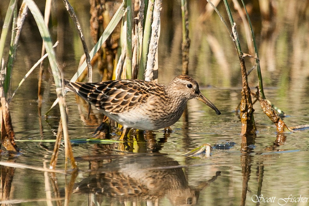 Pectoral Sandpiper - Scott Fischer