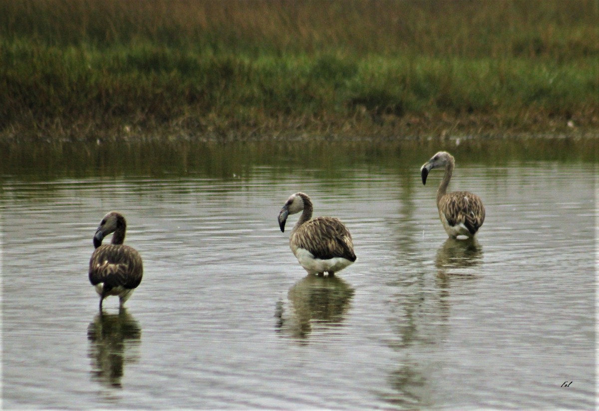 Chilean Flamingo - Fidel Lara Valdés