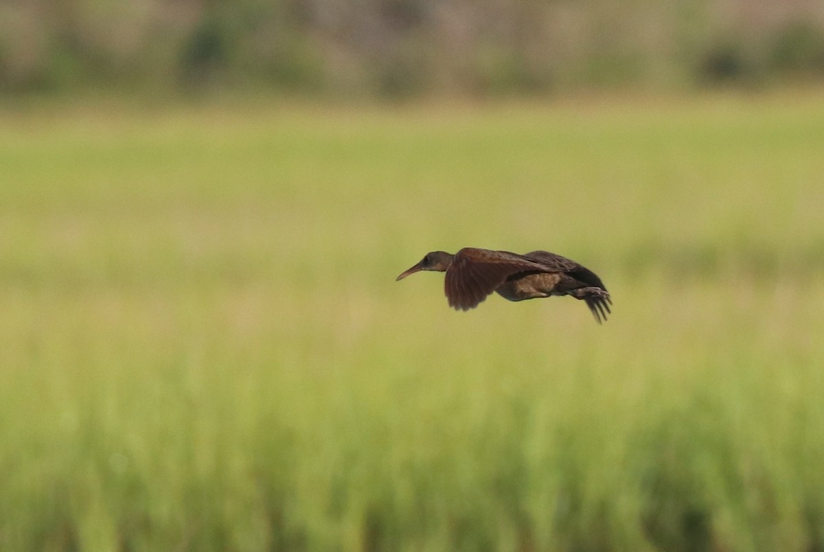 Clapper Rail - ML171947771