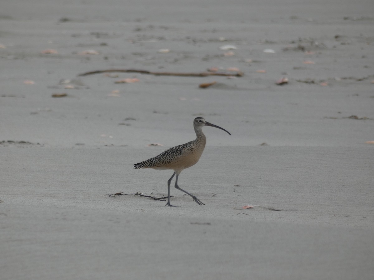 Long-billed Curlew - ML171948311