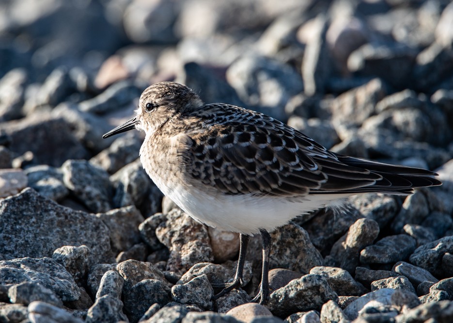 Baird's Sandpiper - Clare Kines