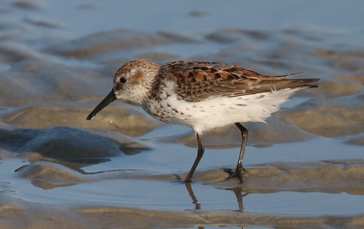 Bergstrandläufer - ML171952041