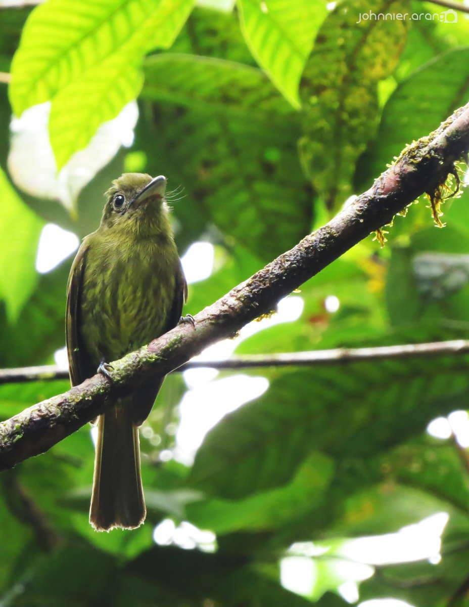 Pacific Flatbill - Johnnier Arango 🇨🇴 theandeanbirder.com