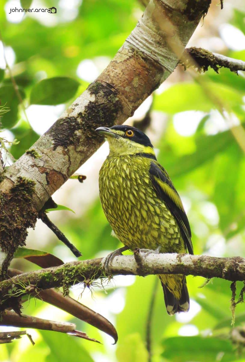 Cotinga écaillé - ML171952931