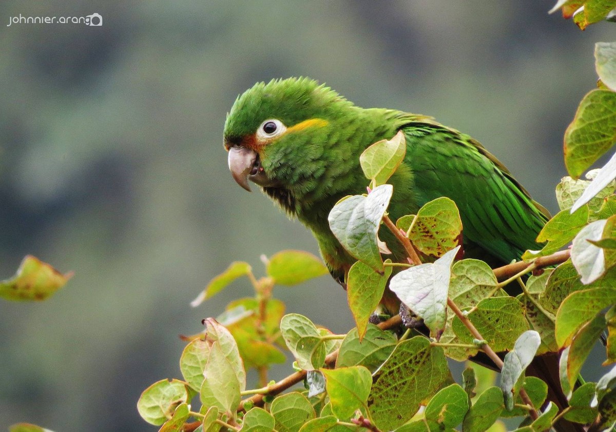 Golden-plumed Parakeet - Johnnier Arango | theandeanbirder.com