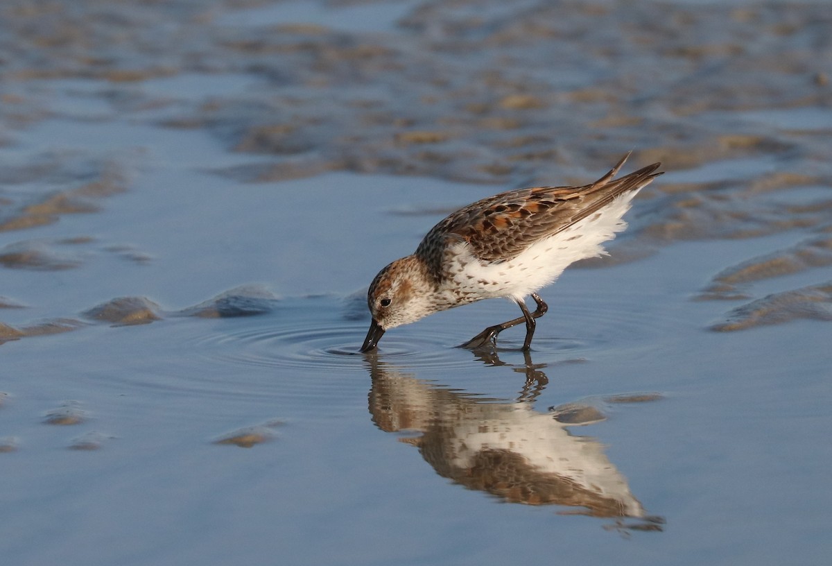 Bergstrandläufer - ML171953421