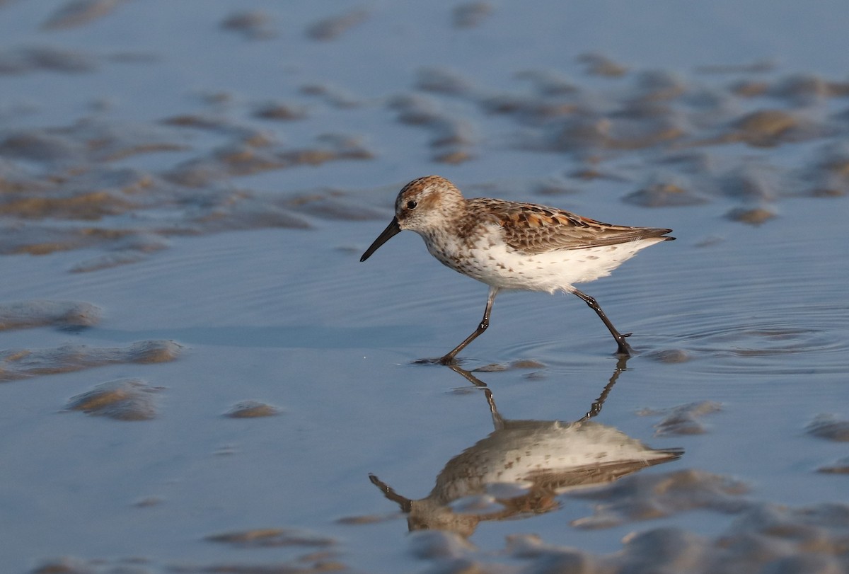 Western Sandpiper - ML171953431