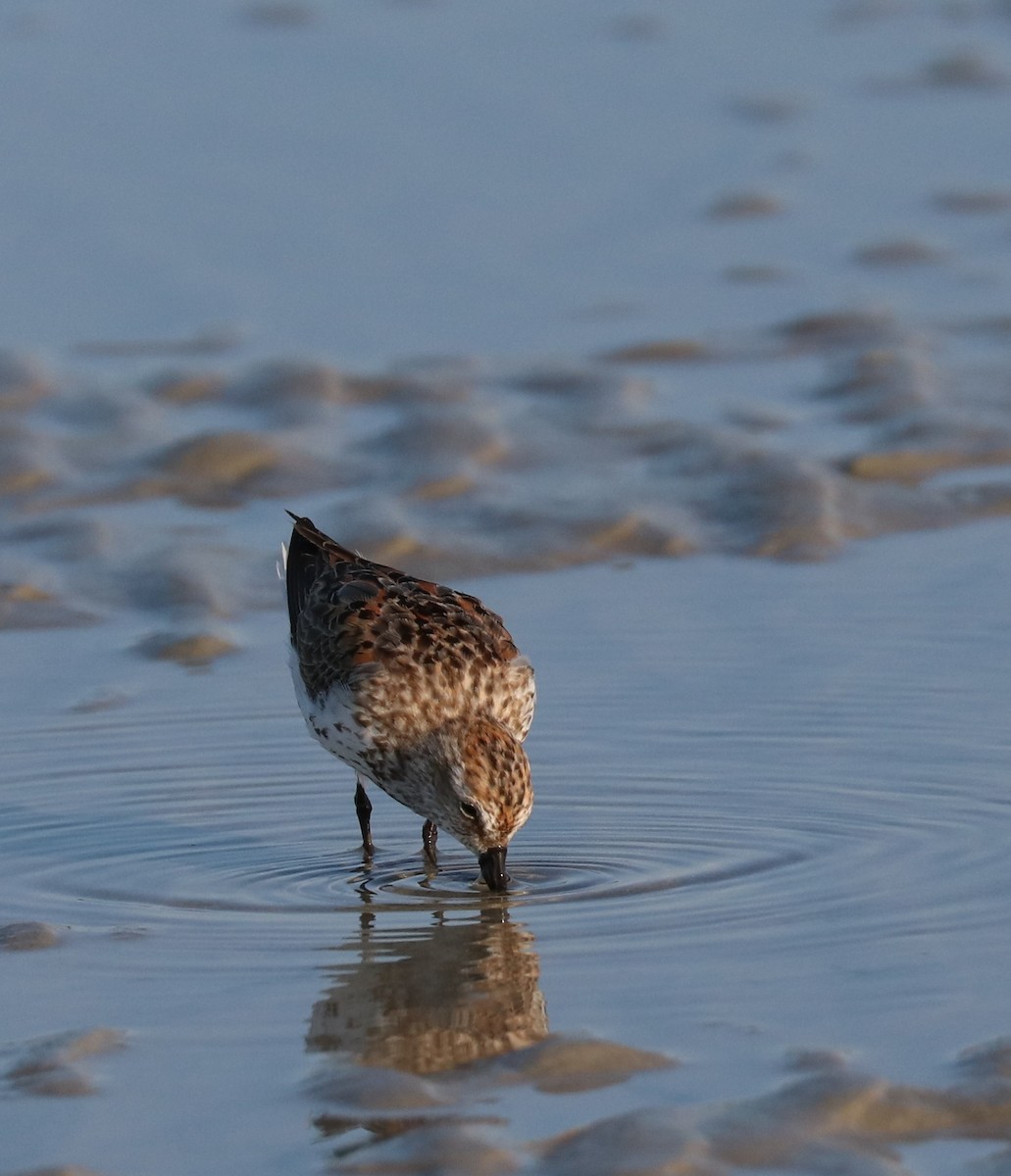 Western Sandpiper - K Dean Edwards