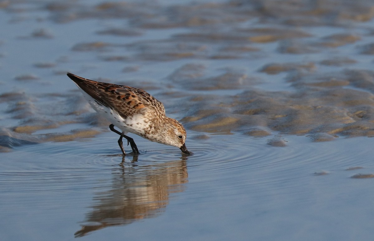 Bergstrandläufer - ML171953981