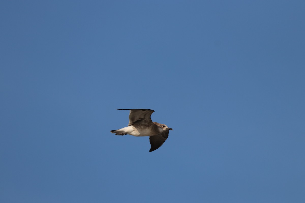 Laughing Gull - K Dean Edwards