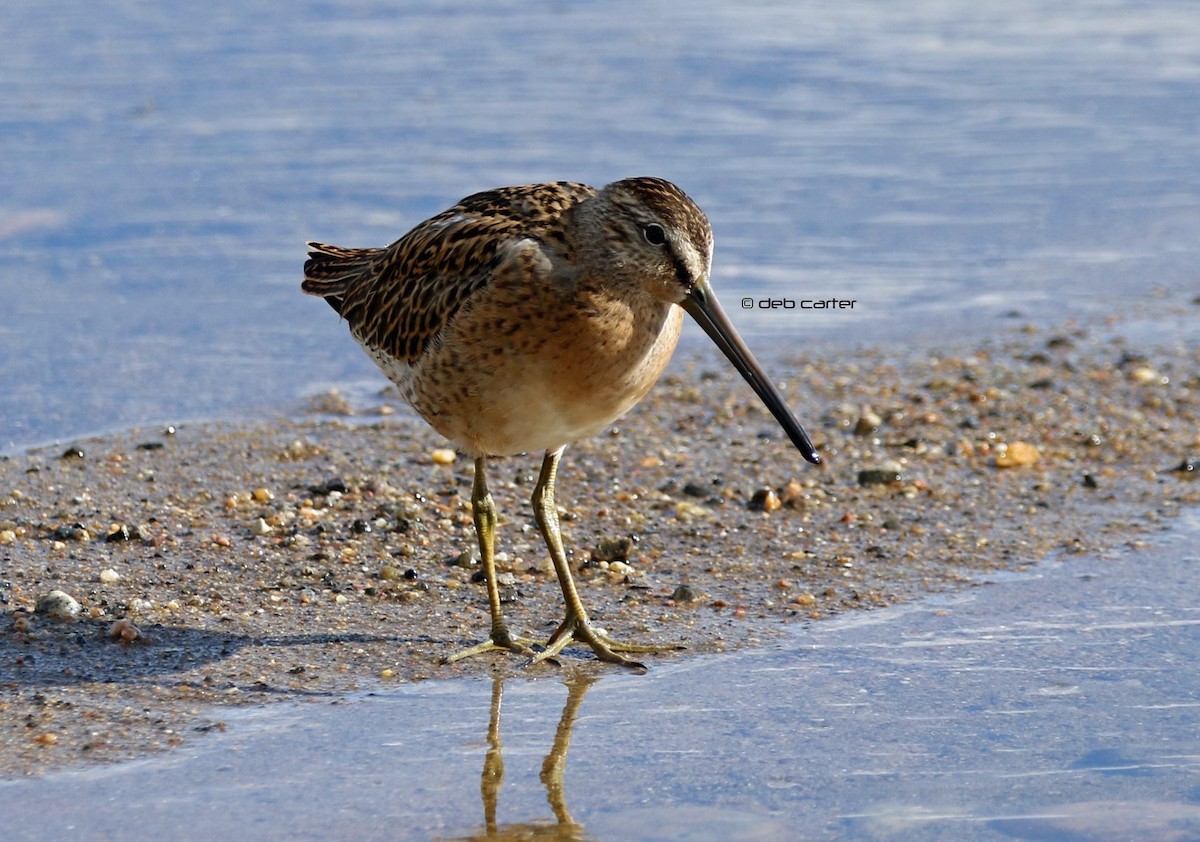 Short-billed Dowitcher - ML171955631