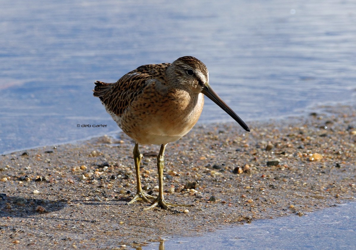 Short-billed Dowitcher - ML171955641