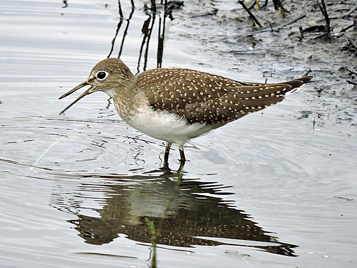 Solitary Sandpiper - ML171955841