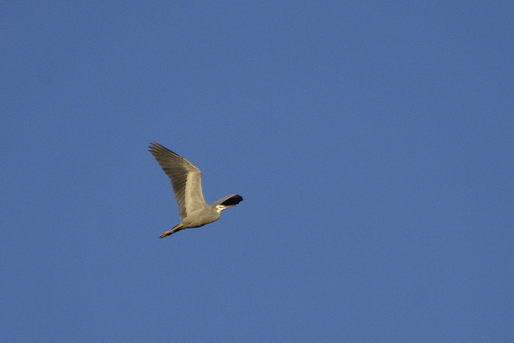 White-faced Heron - ML171956031