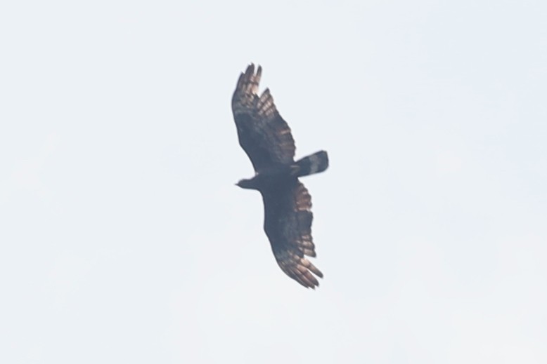 Oriental Honey-buzzard (Sunda) - ML171956071