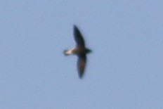 Brown-backed Needletail - ML171956441